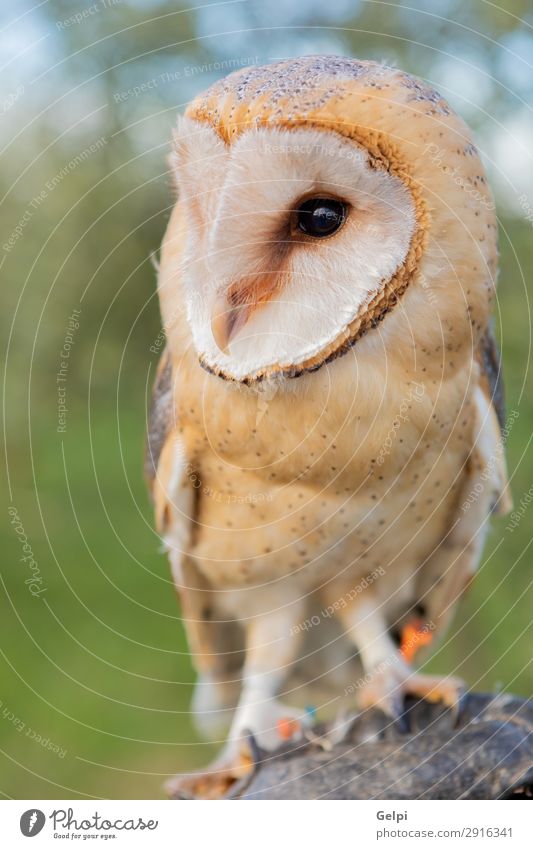 Portrait of white owl Beautiful Face Nature Animal Wild animal Bird Heart Observe Natural White Owl wildlife predator raptor alba barn avian perched tyto