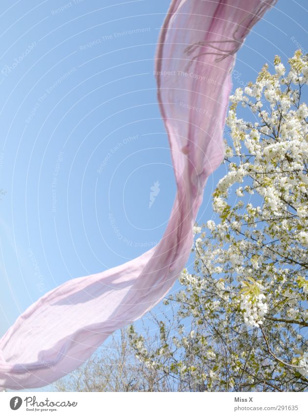 spring Nature Sky Spring Tree Blossom Headscarf Blossoming Fragrance Flying Pink White Cherry blossom Rag Spring day Colour photo Multicoloured Exterior shot