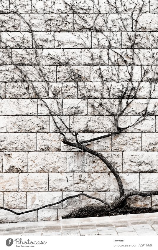 wall vegetation Tree Bushes Wall (barrier) Wall (building) Facade Gloomy Dry Town Stone wall Creeper Shriveled Decoration Wood Branched Winter