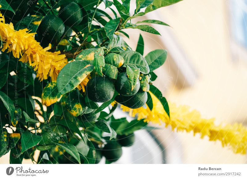 Green Citrus Limes Fruits In Lime Tree Agriculture Background picture Beauty Photography Flower Blossom Branch bunch citrus Close-up Colour Multicoloured Diet