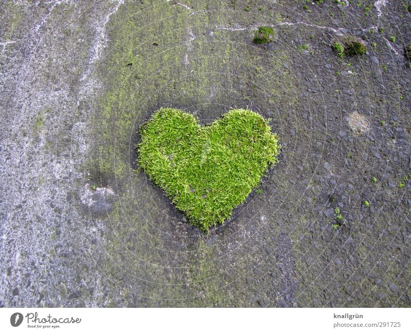 Of course. Environment Plant Moss Foliage plant Wall (barrier) Wall (building) Facade Sign Heart Growth Exceptional Natural Gray Green Emotions Joy Love Romance