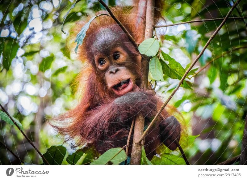 World's cutest baby orangutan looks into camera in Borneo - a Royalty Free  Stock Photo from Photocase