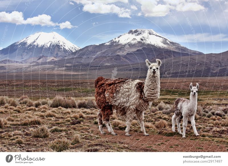 A bably llama and mother on the Bolivian Altiplano Vacation & Travel Tourism Snow Mountain Baby Mother Adults Family & Relations Nature Landscape Animal Meadow
