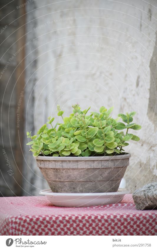something green on the table... Plant Foliage plant Pot plant Village House (Residential Structure) Hut Wall (barrier) Wall (building) Facade Stand Growth Old