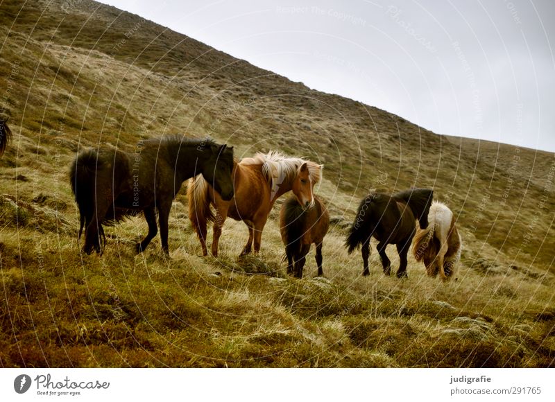 Iceland Environment Nature Landscape Animal Grass Hill Mountain Wild animal Horse Iceland Pony Group of animals Herd To feed Walking Natural Beautiful Brown