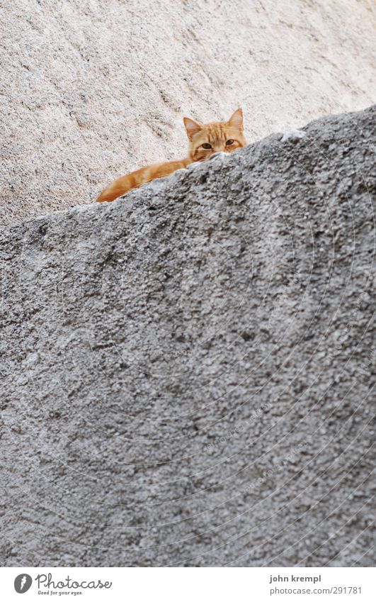 Skew cat Wall (barrier) Wall (building) Pet Cat 1 Animal Lie Looking Sleep Friendliness Cuddly Orange Contentment Safety Protection Love of animals Attentive