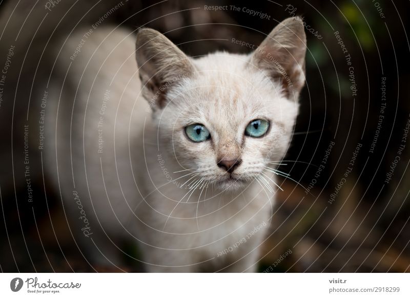 brown and white cat with blue eyes