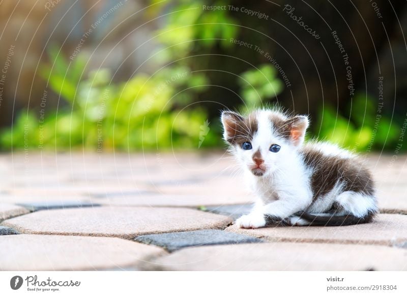 Stray kitten sitting and looking at camera House (Residential Structure) Garden Nature Animal Pet Cat Paw 1 Love Sit Poverty Dirty Small Funny Cute Brown Green