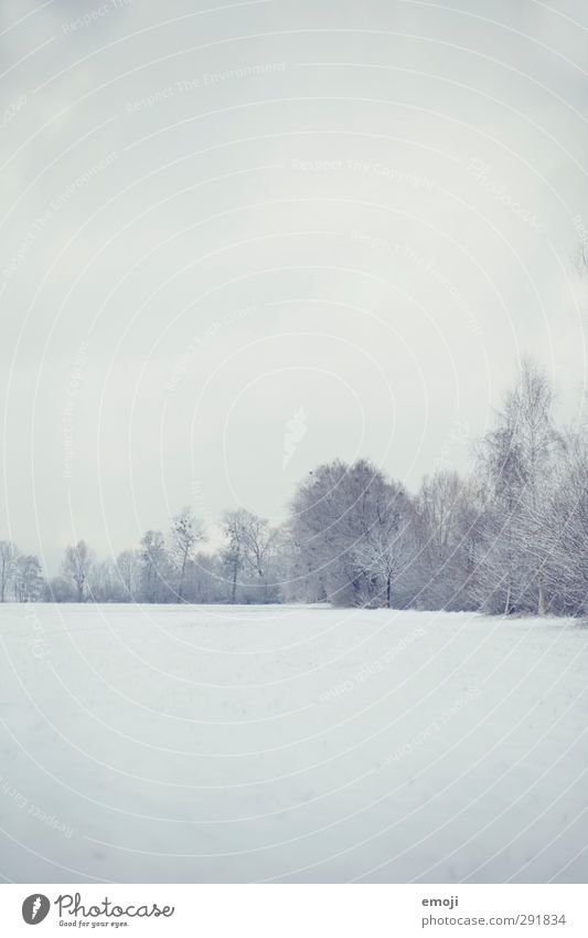 ### Environment Landscape Sky Winter Snow Bushes Bright Cold White Colour photo Subdued colour Exterior shot Deserted Copy Space top Copy Space bottom