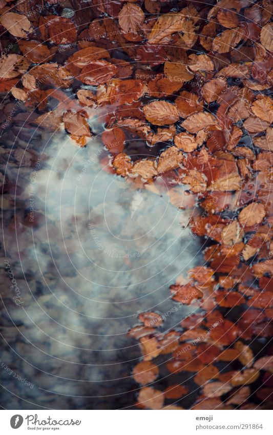 wish Environment Nature Water Autumn Leaf Pond Wet Natural Colour photo Exterior shot Detail Deserted Day Shallow depth of field