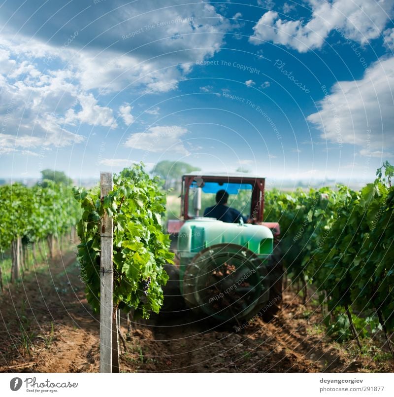 Tractor spraying vineyards with chemicals. Wine Medical treatment Work and employment Machinery Nature Landscape Sky Grass Growth Green Rural agriculture