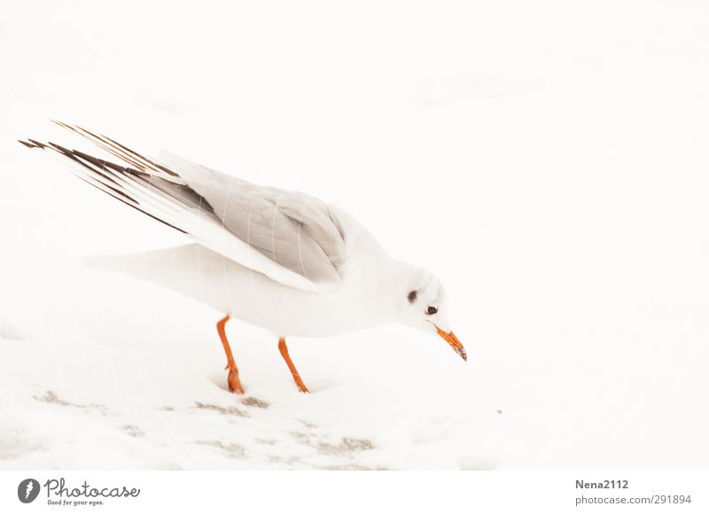 Snow Gull Environment Nature Animal Earth Winter Climate Weather Bad weather Fog Ice Frost Bird 1 Orange White Seagull Gull birds Foraging Cold Freeze