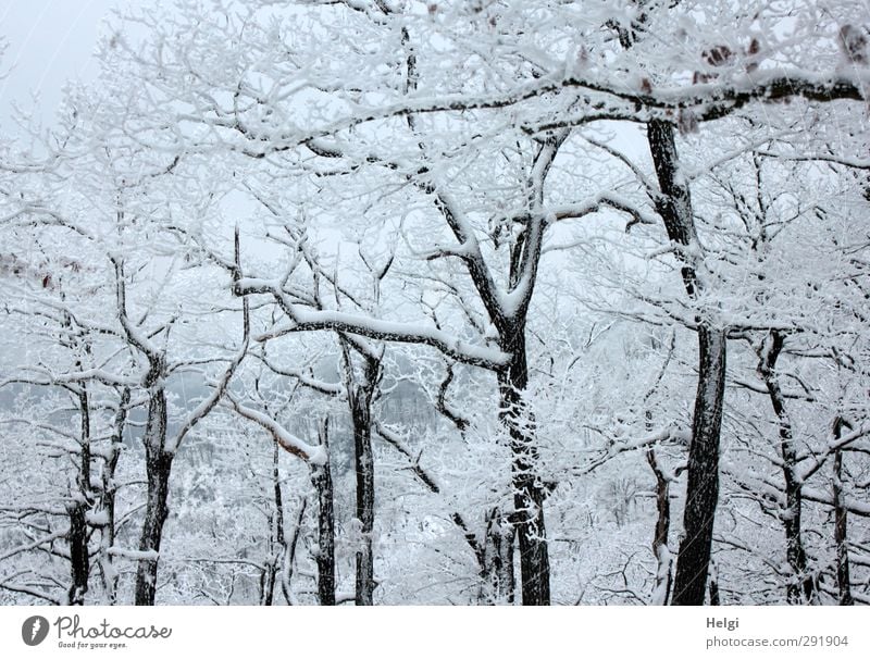 snowy Environment Nature Landscape Plant Winter Ice Frost Snow Tree Tree trunk Branch Forest Mountain Harz Esthetic Authentic Exceptional Simple Cold Natural