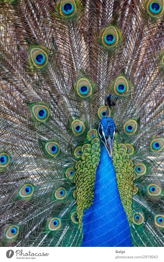 Amazing peacock during his exhibition Elegant Beautiful Man Adults Exhibition Zoo Nature Animal Park Bird Bright Natural Blue Green Turquoise Colour colorful