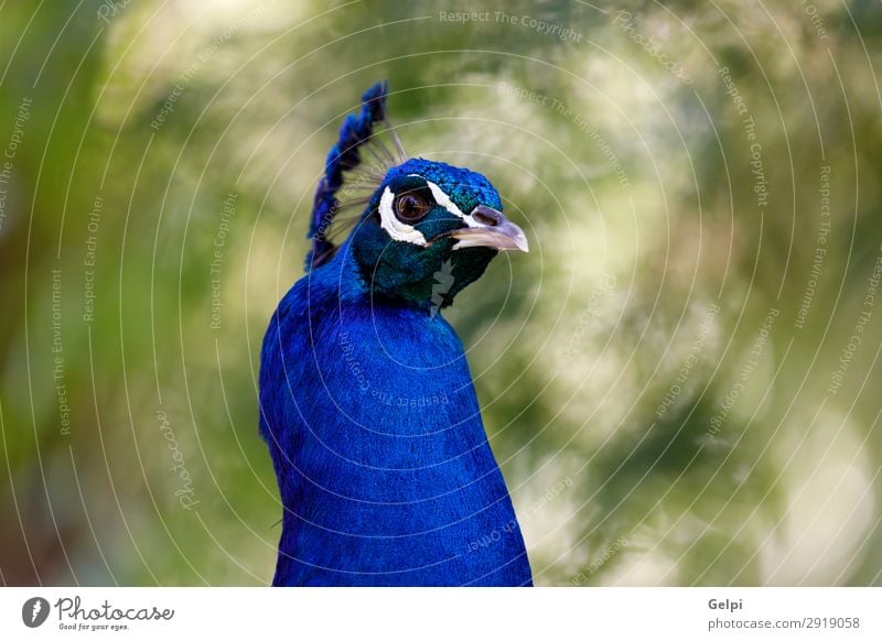 Amazing portrait of a peacock Elegant Beautiful Man Adults Exhibition Zoo Nature Animal Park Bird Bright Natural Blue Green Turquoise Colour colorful wildlife
