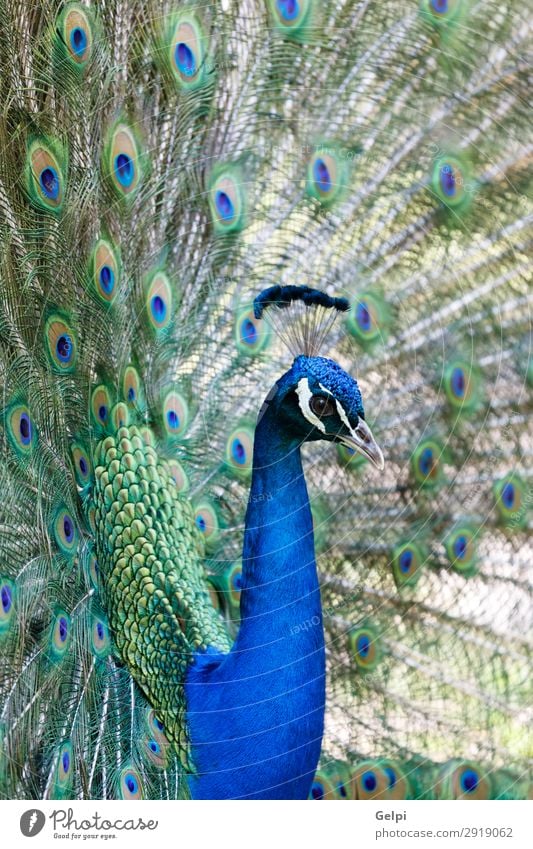 Amazing peacock during his exhibition Elegant Beautiful Man Adults Exhibition Zoo Nature Animal Park Bird Bright Natural Blue Green Turquoise Colour colorful