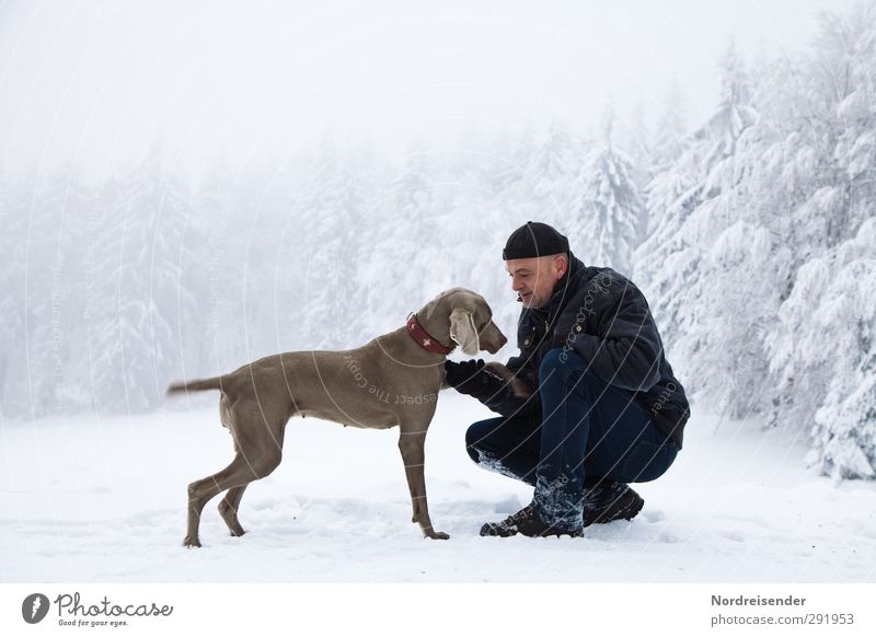 Man and Weimaraner hunting dog play in a winter forest Lifestyle Fitness Harmonious Senses Winter Snow Hiking Human being Adults Friendship Climate Weather Ice