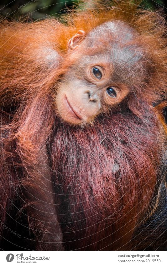 World's cutest baby orangutan snuggles with Mom in Borneo - a
