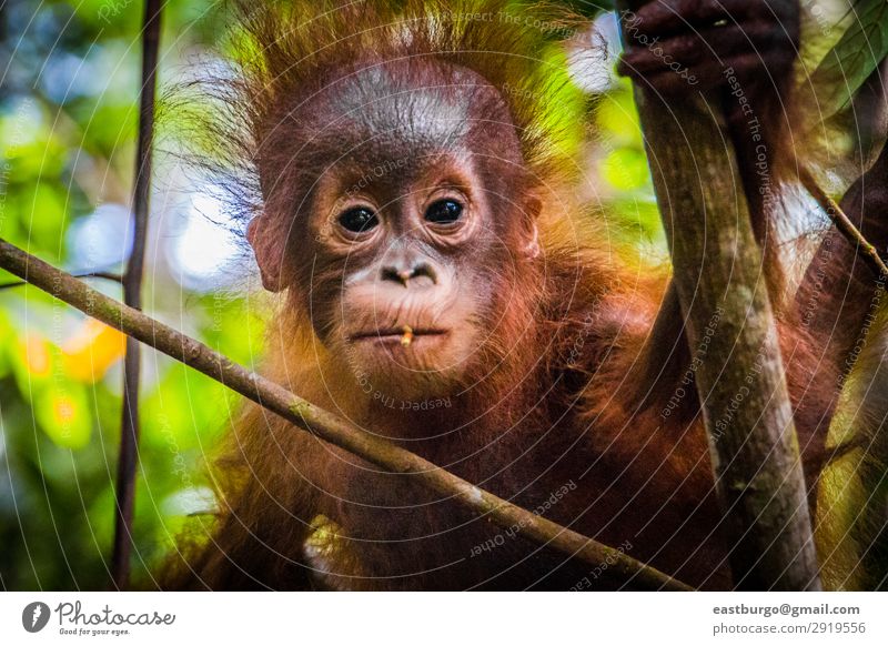 World's cutest baby orangutan looks into camera in Borneo Vacation & Travel Child Baby Infancy Nature Animal Tree Park Forest Virgin forest Fur coat Baby animal