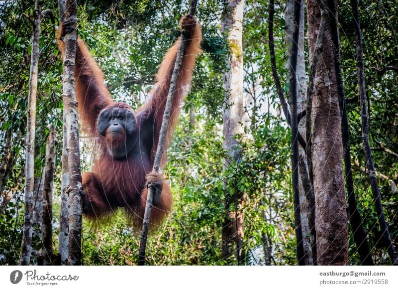A male orangutan lounges in a tree Island Man Adults Nature Animal Tree Park Forest Virgin forest To swing Wild Red Apes Asia borneo conservation Copy Space