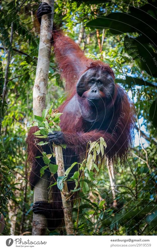 A magestic male orangutan, hanging in a tree, looks at the lens Island Man Adults Nature Animal Tree Park Forest Virgin forest To swing Wild Red Apes Asia