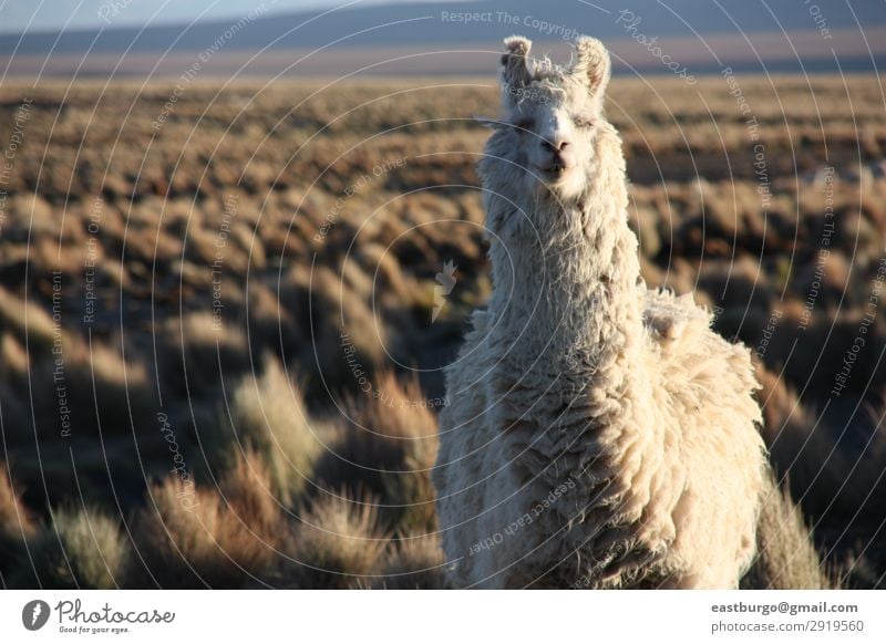 A Lama looking into the lens in the Altiplano in Bolivia Beautiful Vacation & Travel Tourism Mountain Nature Landscape Animal Meadow Fur coat To feed Cute Wild