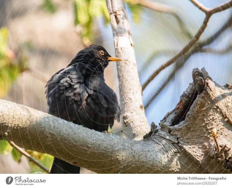 Blackbird in the Sun Nature Animal Sky Sunlight Beautiful weather Tree Leaf Twigs and branches Wild animal Bird Animal face Wing Claw Feather Plumed Beak Eyes 1