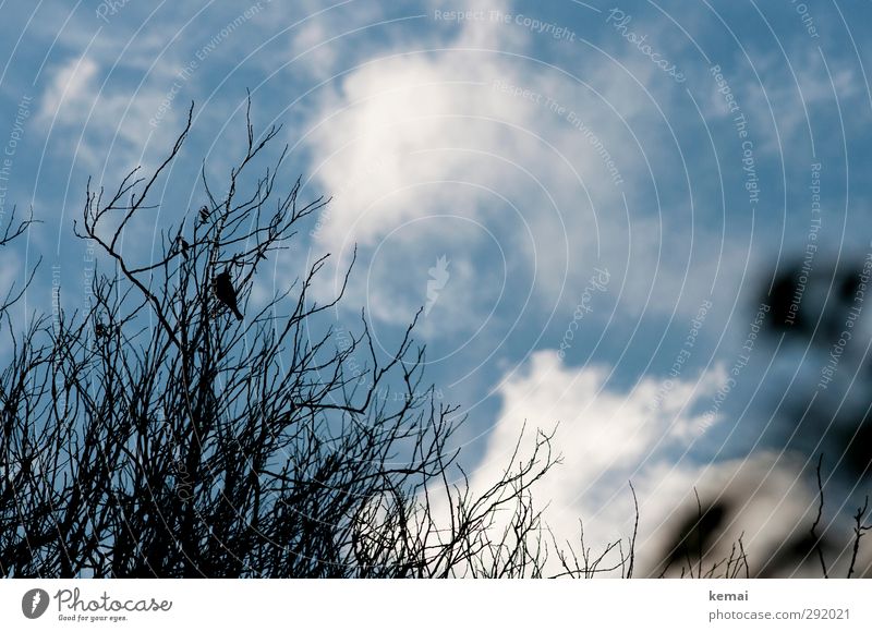 Sitting in the bush Environment Nature Plant Animal Sky Clouds Autumn Beautiful weather Tree Bushes Twig Branch Wild animal Bird 1 Blue Black Loneliness Bleak