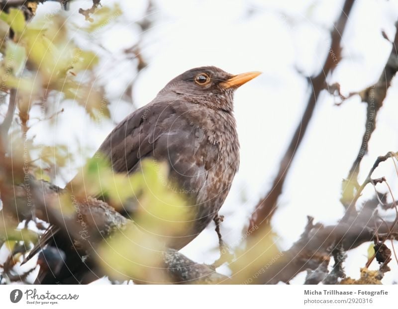 Blackbird in a tree Nature Animal Sky Sunlight Beautiful weather Tree Leaf Twigs and branches Wild animal Bird Animal face Wing Beak Eyes Feather Plumed 1