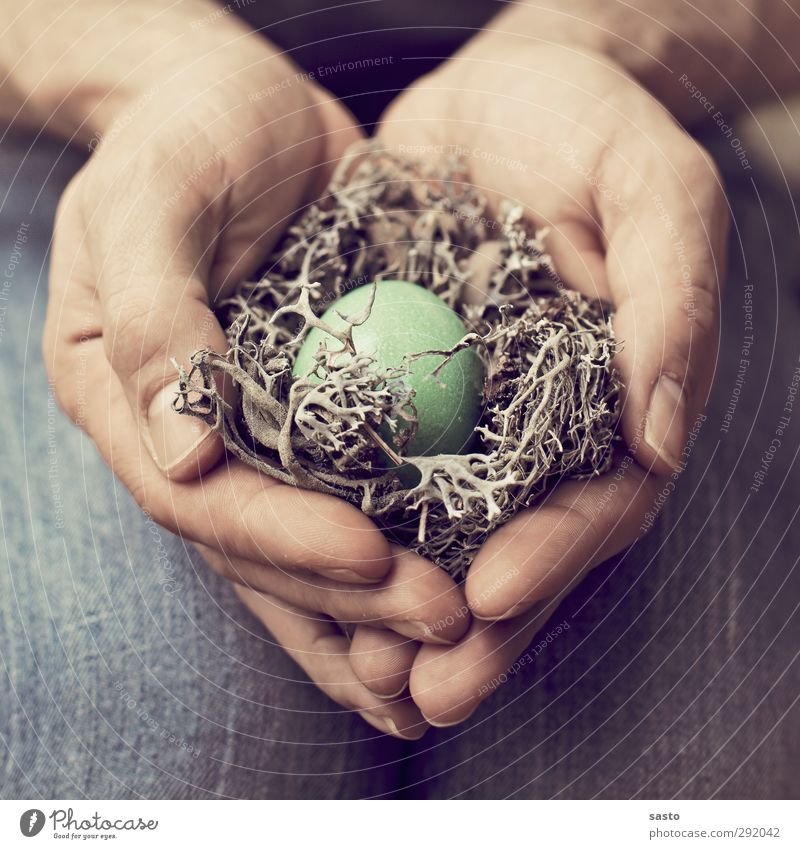 protection Egg Easter Masculine Man Adults Father Hand Fingers Blue Brown Green Warm-heartedness Responsibility Safety (feeling of) Nest Love and security Twig