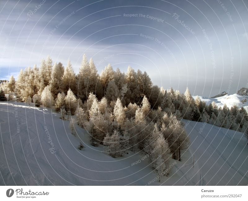 Wuz Winter Snow Mountain Environment Nature Landscape Air Sky Ice Frost Tree Forest Alps Observe Cold Blue Brown White Calm Loneliness Adventure Climate