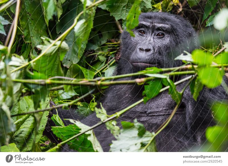 A pensive gorilla in the Impenetrable Forest Vacation & Travel Tourism Safari Mountain Man Adults Nature Animal Park Virgin forest Fur coat Wild Green Black