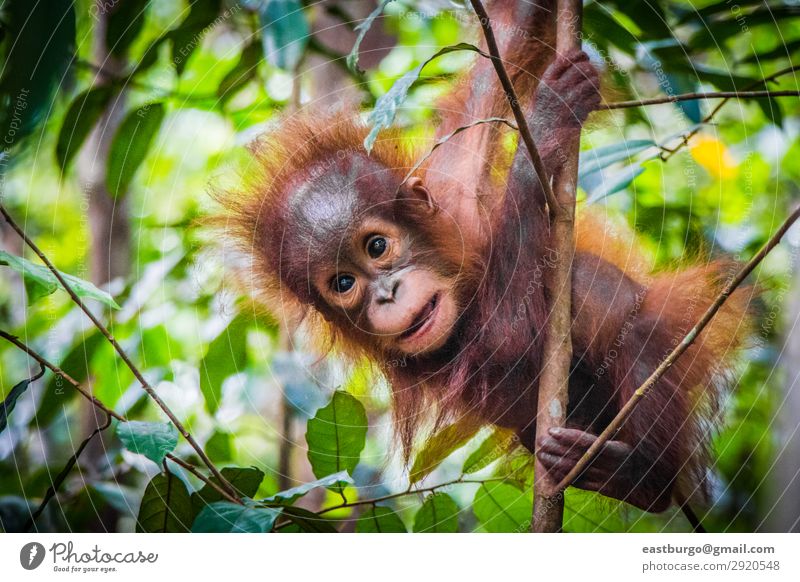 World's cutest baby orangutan snuggles with Mom in Borneo - a Royalty Free  Stock Photo from Photocase