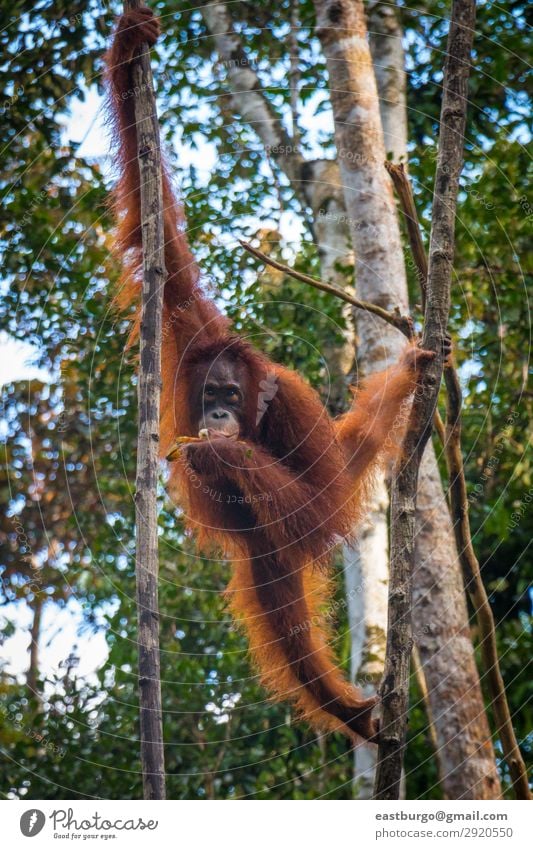 World's cutest baby orangutan hangs in a tree in Borneo - a