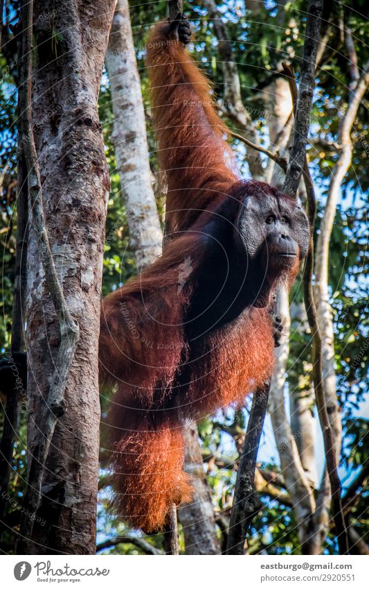 World's cutest baby orangutan hangs in a tree in Borneo Stock Photo