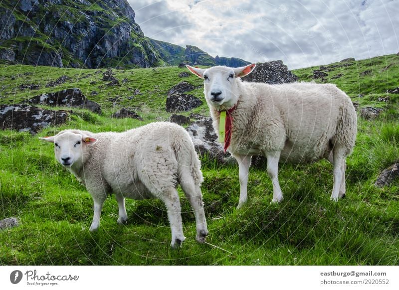 Two sheep stare at camera on the Island of Lofoton in Norway Beautiful Vacation & Travel Tourism Ocean Mountain Nature Landscape Animal Sky Grass Meadow To feed