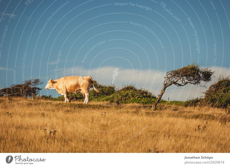 Strongest winds - tree behind cow in the field Agriculture Forestry Environment Nature Landscape Animal Summer Climate change Field Coast Cow Exceptional Crazy