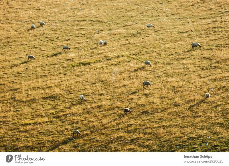 Flock of sheep in the evening sun on the field Agriculture Animal Field Farm animal England Great Britain Sheep Sussex Meadow Pasture Foraging Nature Natural