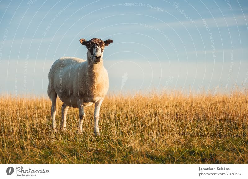 Sheep in a pasture Agriculture Forestry Animal Field Coast Farm animal 1 Esthetic England Great Britain Sussex To feed Meadow Pasture Side Foraging Meat Nature