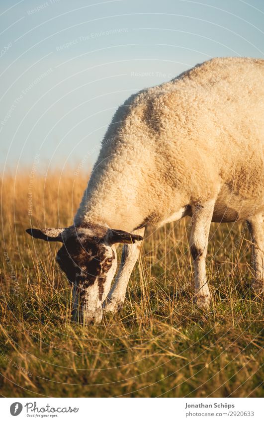Sheep eating in a meadow Agriculture Forestry Animal Field Coast Farm animal 1 Esthetic England Great Britain Sussex To feed Meadow Pasture Side Foraging Meat