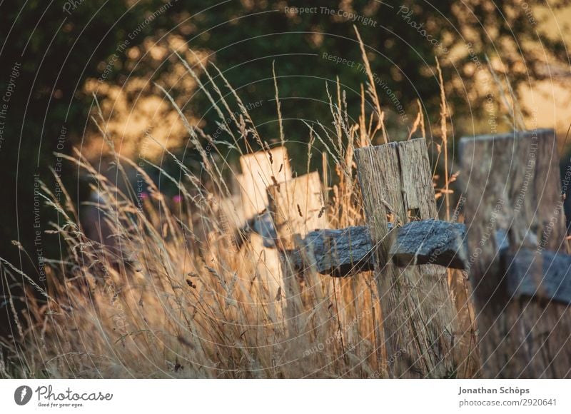 Fence at the edge of the field in the evening sun Environment Nature Landscape Plant Beautiful weather Meadow Field Brown Evening sun England Border