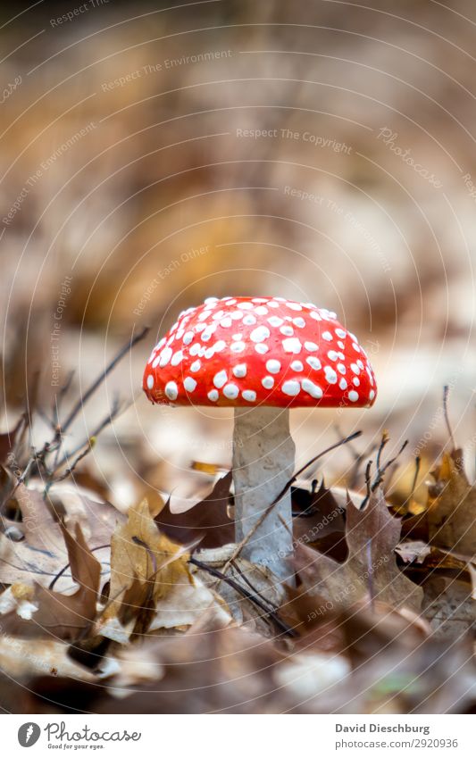 fly agaric Nature Landscape Spring Summer Autumn Beautiful weather Plant Wild plant Garden Park Meadow Forest Virgin forest Brown Yellow Red White
