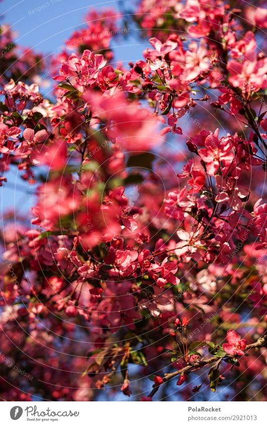 #S# Pink blossom Environment Nature Plant Esthetic Blossom Red Spring Spring fever Versatile Multicoloured Bushes Tree Almond blossom Blossom leave Colour photo