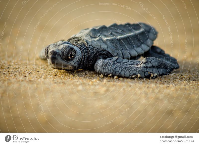 A baby sea turtle struggles for survival after hatching Beach Ocean Baby Nature Animal Sand Small Wild animals animals reptile baja baja peninsula cabo pulmo
