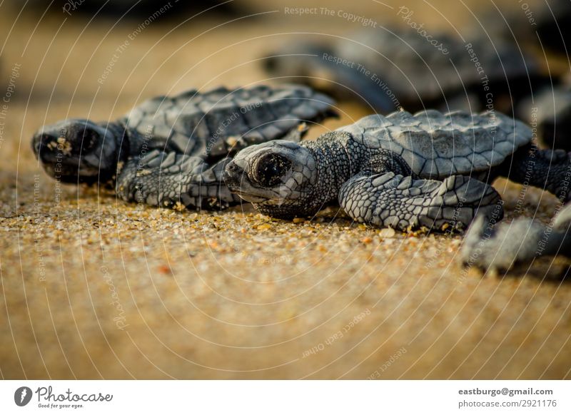 Baby sea turtles struggle for survival after hatching in Mexico Beach Ocean Nature Animal Sand Small Wild Chaos animals animals reptile baja baja peninsula