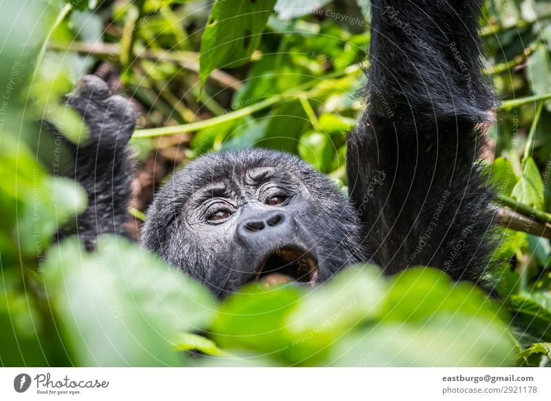 A baby gorilla screams in the impenatrable forrest of Uganda Vacation & Travel Tourism Safari Mountain Man Adults Nature Animal Park Forest Virgin forest