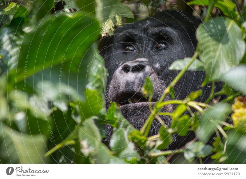 An angelic gorilla in the impenatrable forrest of Uganda Vacation & Travel Tourism Safari Mountain Nature Plant Animal Park Forest Virgin forest Fur coat Wild