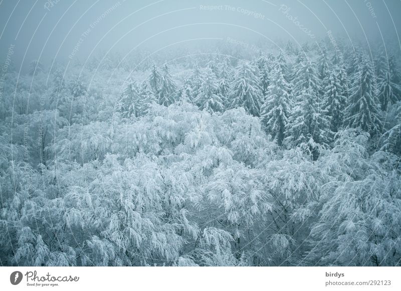 Snow-covered treetops.winter forest Nature Winter Fog Ice Frost Forest Cold pretty Blue Calm Peace Idyll Climate Perspective Environment Change Treetop