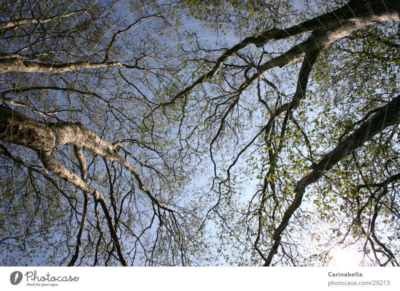 Tree II Treetop Wood Tree trunk Branch Sky