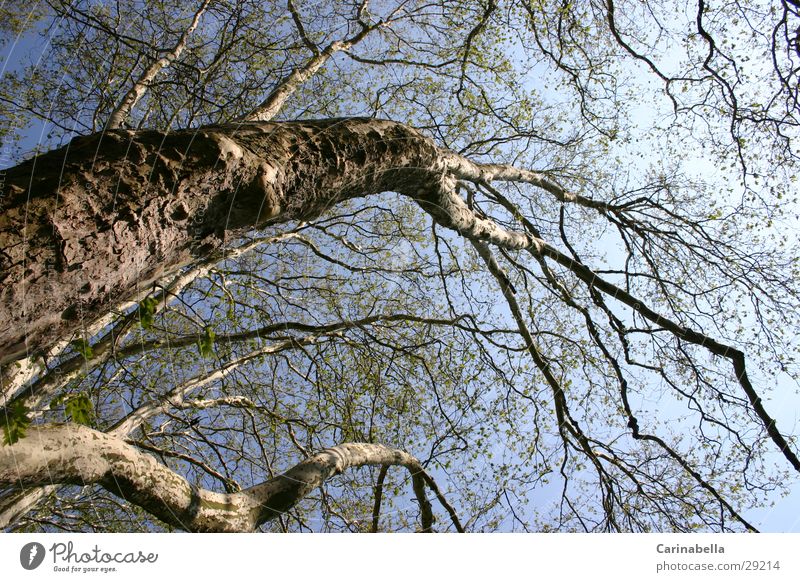 Tree I Treetop Wood Tree trunk Branch Sky